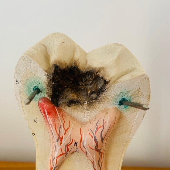 Image 1 of Vintage skinned representing a wooden tooth