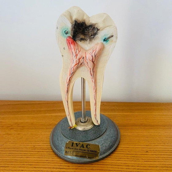 Image 1 of Vintage skinned representing a wooden tooth