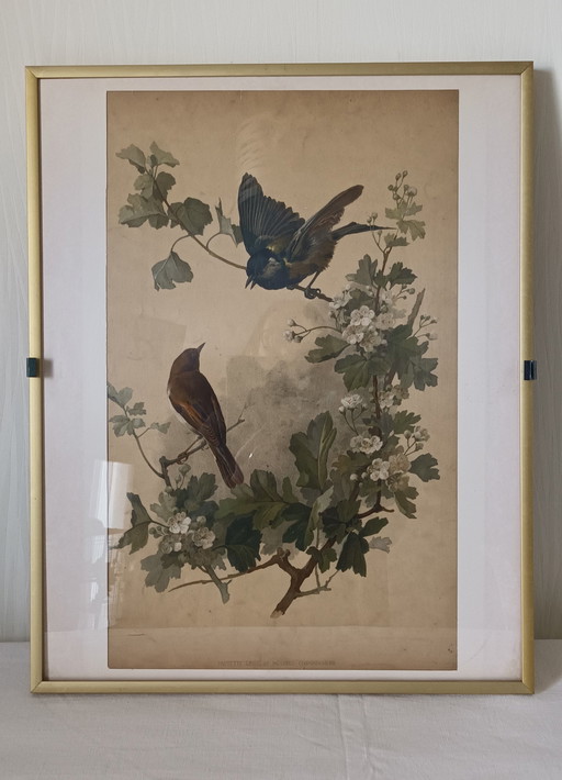 Framed Antique Bird Engraving