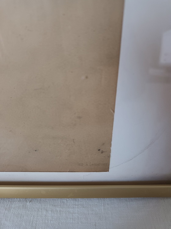 Image 1 of Incisione antica di uccelli con cornice