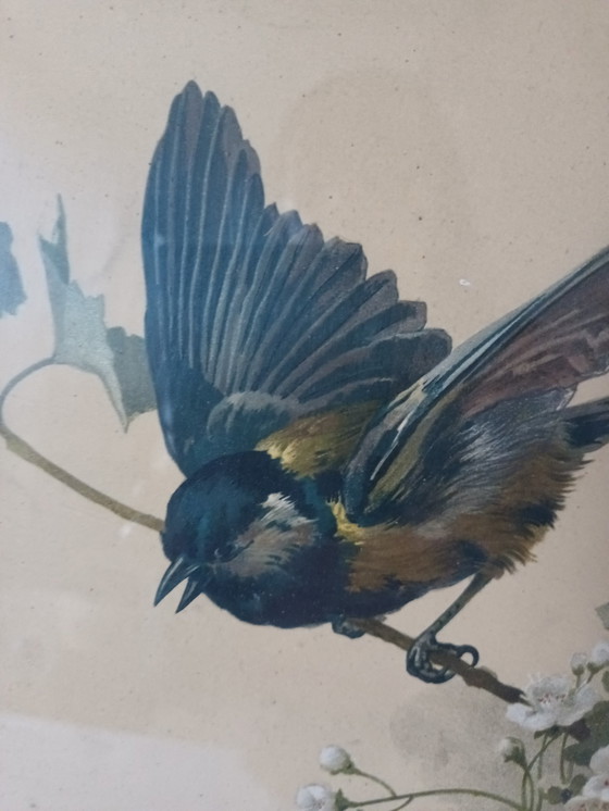 Image 1 of Incisione antica di uccelli con cornice