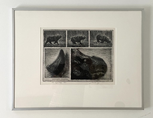 Etching Rhinoceros Unicornis - Jan Hurx