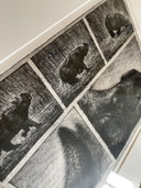 Etching Rhinoceros Unicornis - Jan Hurx