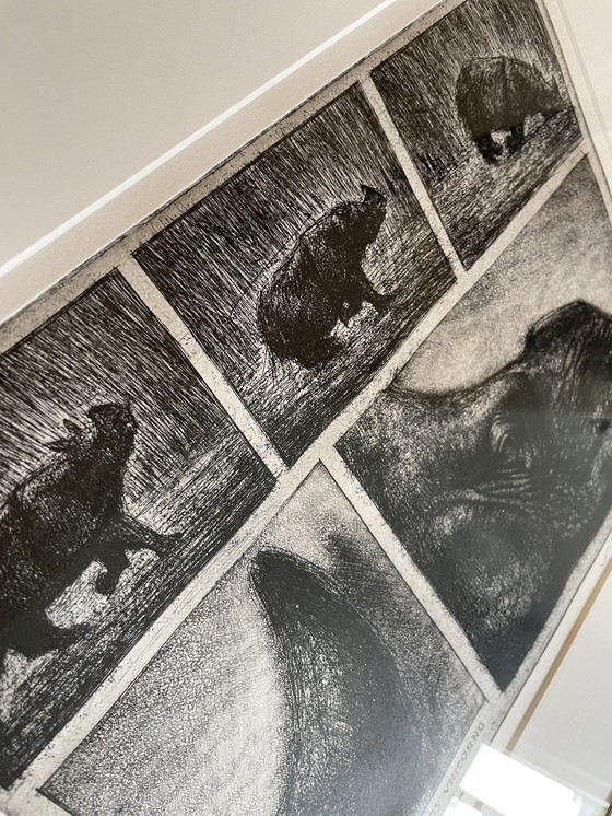 Image 1 of Etching Rhinoceros Unicornis - Jan Hurx