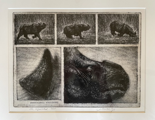 Etching Rhinoceros Unicornis - Jan Hurx