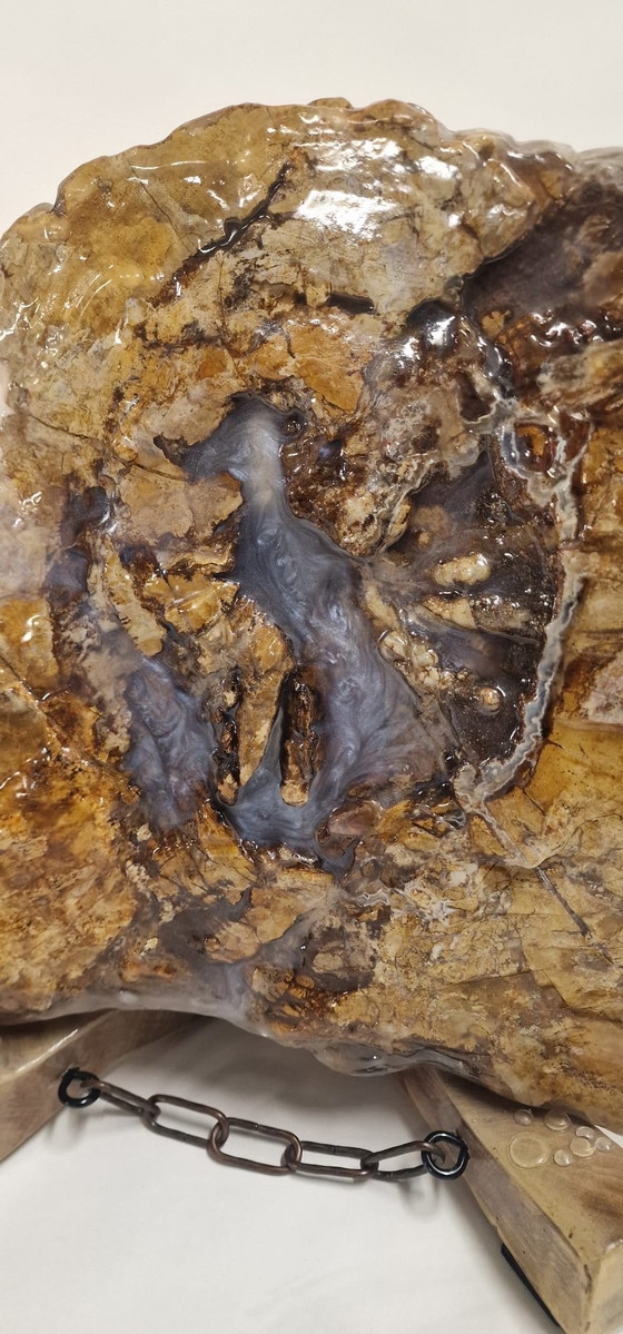 Image 1 of Million Years Old, Petrified Wood With Chestnut Stand