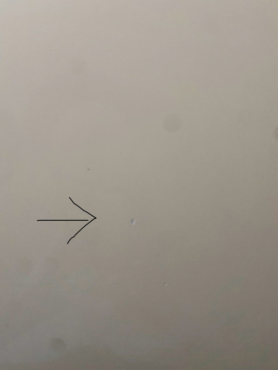 Image 1 of Bert Plantagie table with 6 chairs