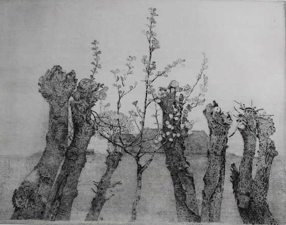 Image 1 of Charles Donker - Framed etching: Pollard willows (neat frame!)