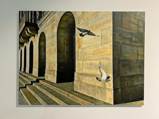 iAnnet - Les oiseaux de l’espoir – fotografie, Modern