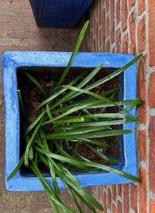 4x Blue Glazed Outdoor Pots