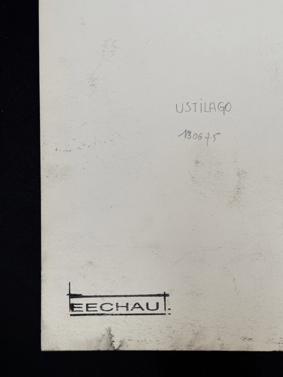 Image 1 of Eugene Eechaut (1928-2019) - Ustilago (1975)