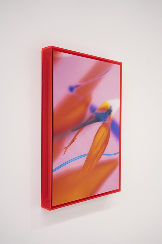 Image 1 of Lilxlylilxly - Photography art in plexiglass frame series title: RED