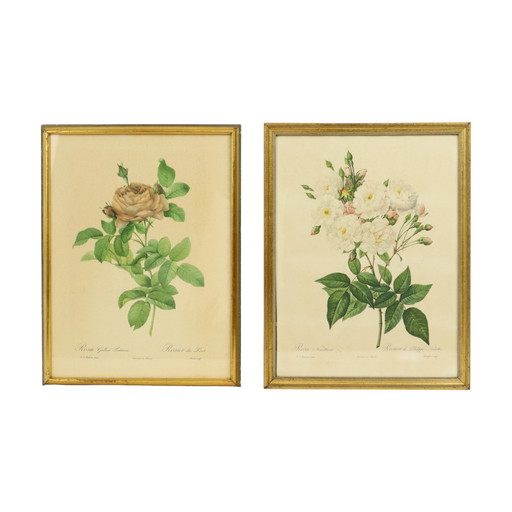 Framed Botanical Maps P.J. Redouté