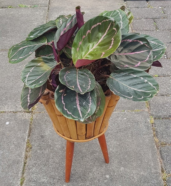 Image 1 of Bamboo Plant Stand