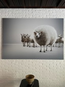 Lieven Dirck's photography