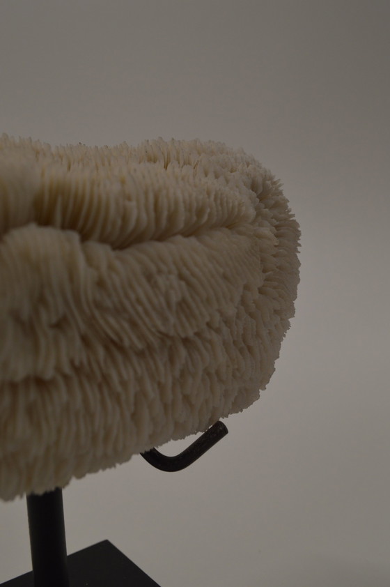 Image 1 of Coral, Shell On Tripod