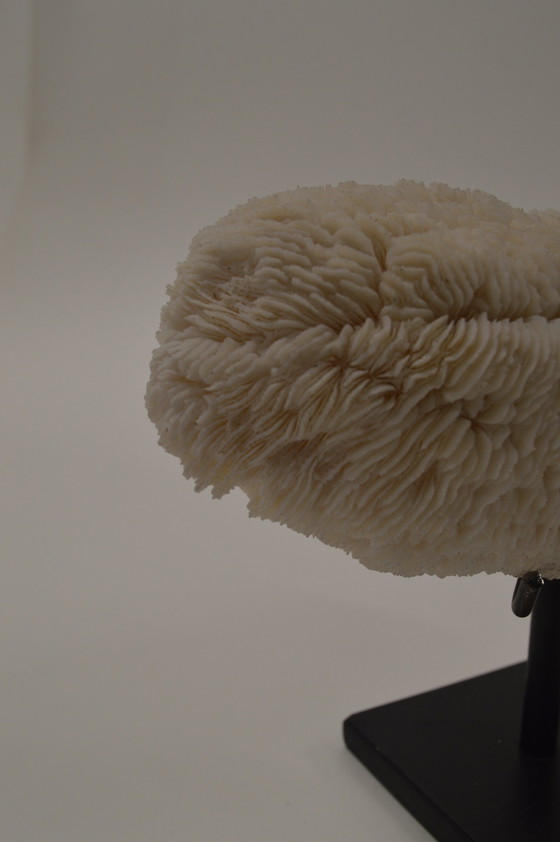 Image 1 of Coral, Shell On Tripod