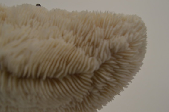 Image 1 of Coral, Shell On Tripod