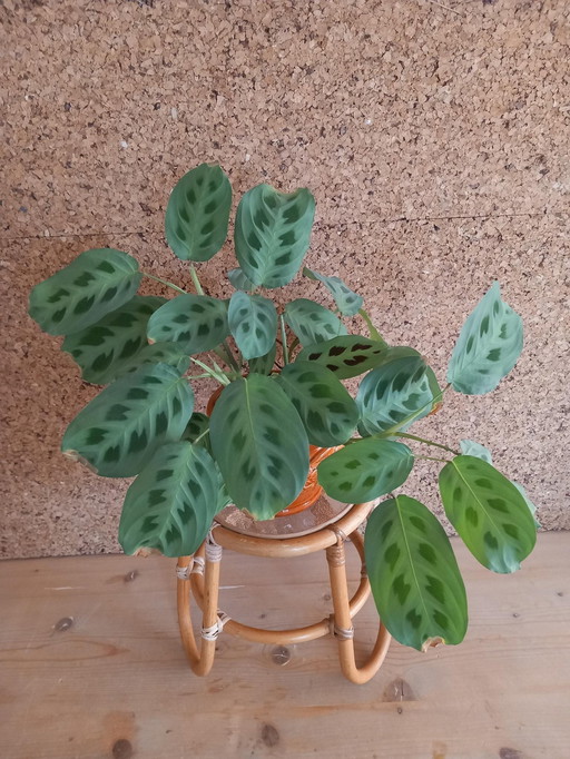 Rattan Side Table/Plant Table