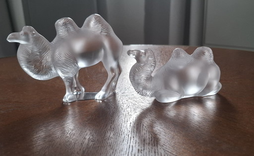 Lalique Camels