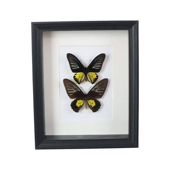 Image 1 of Framed Butterflies Golden Birdwing