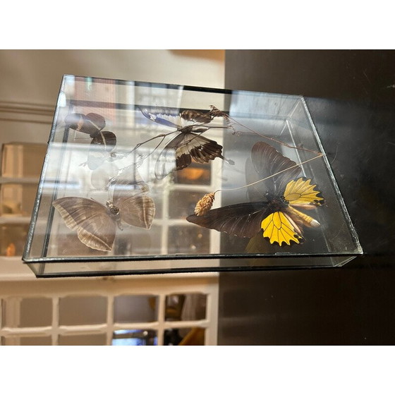 Image 1 of Vintage glass frame butterfly box, 1970