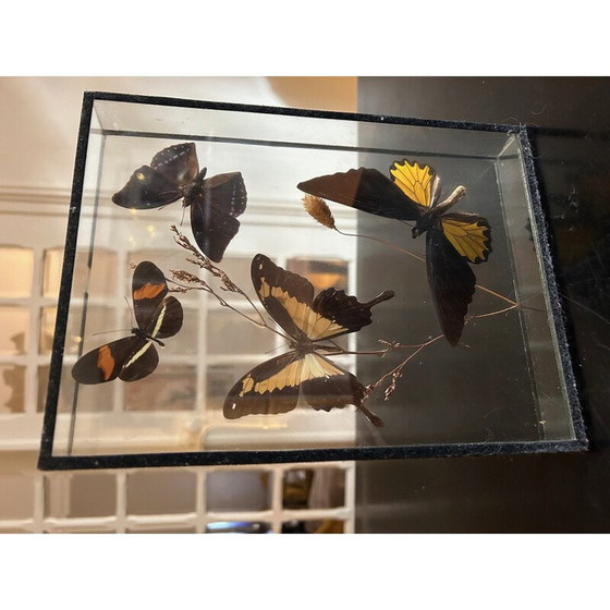 Image 1 of Vintage glass frame butterfly box, 1970