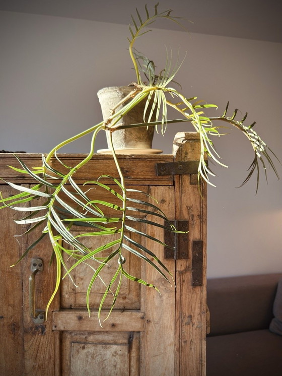 Image 1 of Mobiletto indiano in teak antico