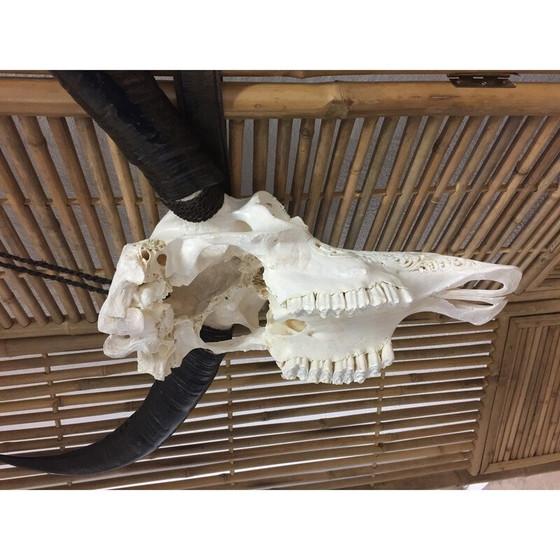 Image 1 of Teschio di bufalo vintage intagliato a mano