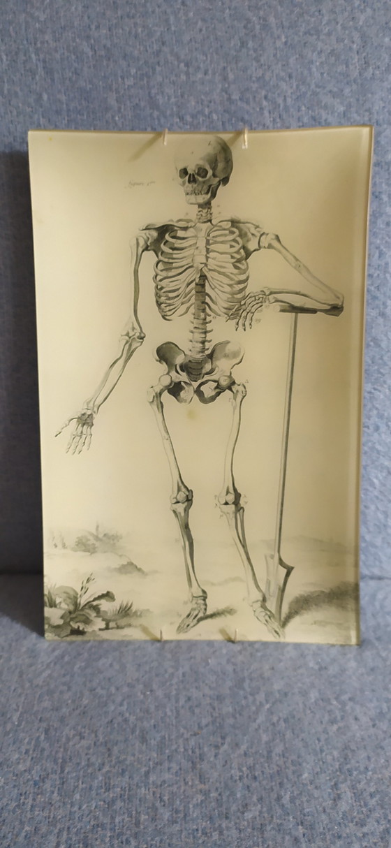 Image 1 of John Derian Skeleton Decoupage Tray