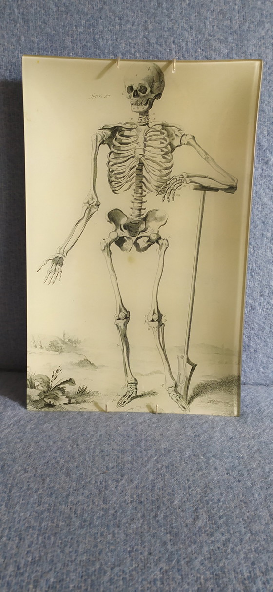 Image 1 of John Derian Skeleton Decoupage Tray