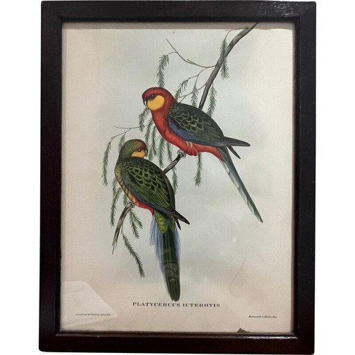 Litografía antigua de Gould y Richter