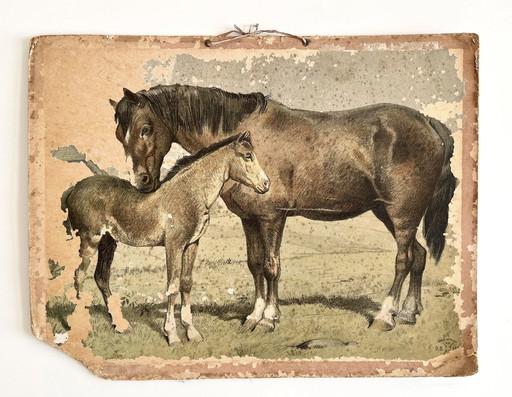 Antik School Chart Illustration, Double Sided, Horse/Foal And Cow/Calf, Lithograph, Farmlife, Shabby Chic