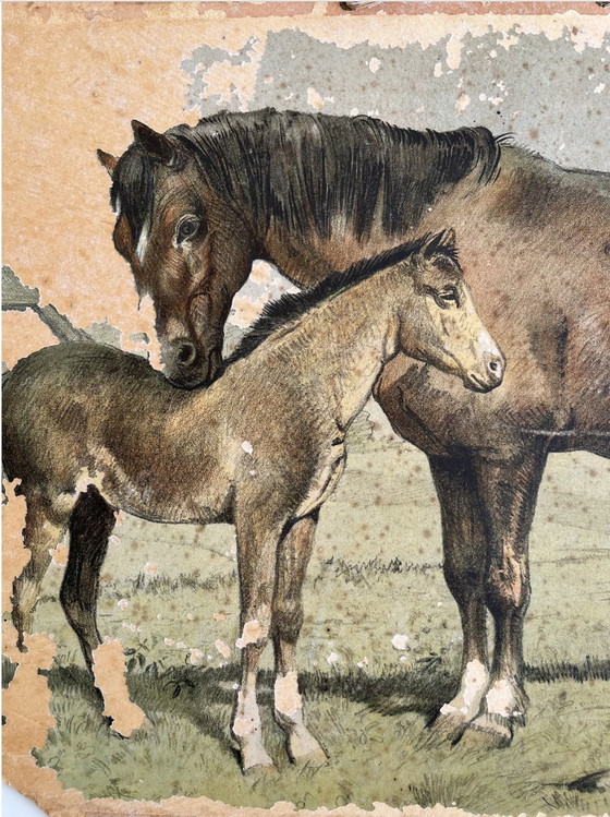 Image 1 of Antik School Chart Illustration, Double Sided, Horse/Foal And Cow/Calf, Lithograph, Farmlife, Shabby Chic