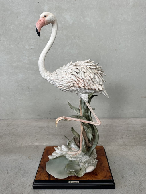 Image Flamingo - Giuseppe Armani