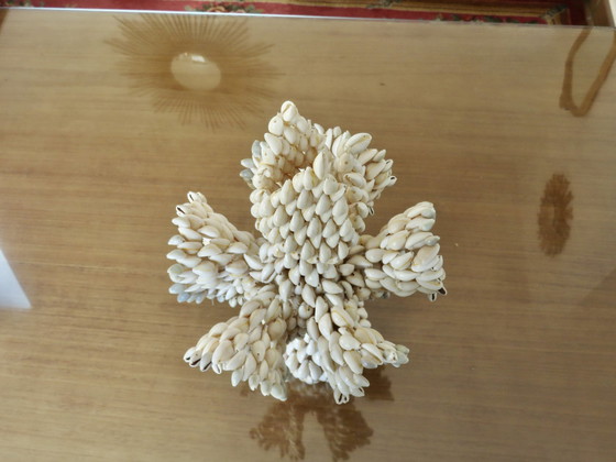 Image 1 of Vaso di conchiglie, Pacifico meridionale, Hawaii, Polinesia, 1970