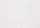 12709 Carta da parati vintage con pois