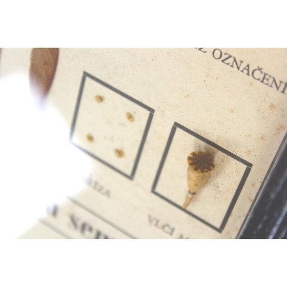 Image 1 of Carta scolastica d'epoca "Diffondere i semi", Cecoslovacchia, anni '60