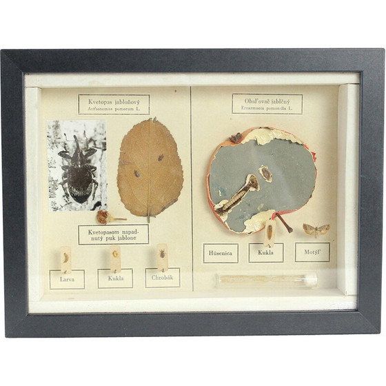 Image 1 of Dipinto d'epoca raffigurante un modello scolastico di Ernarmonia pomonella, Cecoslovacchia 1950