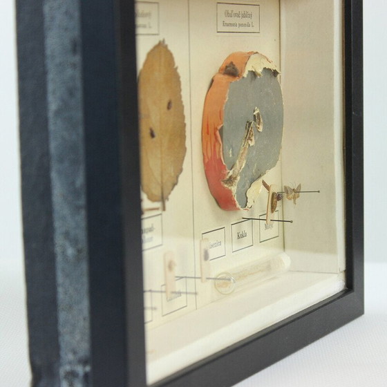 Image 1 of Dipinto d'epoca raffigurante un modello scolastico di Ernarmonia pomonella, Cecoslovacchia 1950