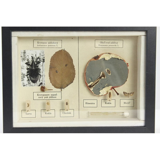 Image 1 of Dipinto d'epoca raffigurante un modello scolastico di Ernarmonia pomonella, Cecoslovacchia 1950