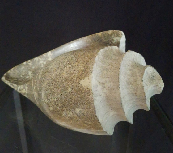 Image 1 of Shell, Marion de Goey