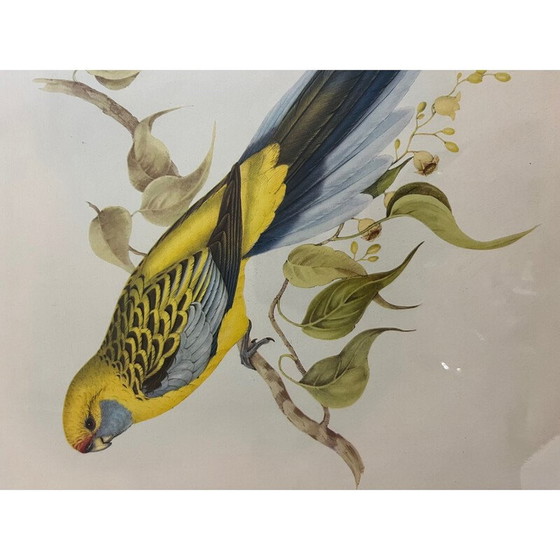 Image 1 of Litografia d'epoca di John ed Elizabeth Gould