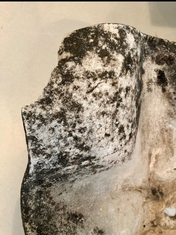 Image 1 of Pair De Jardinière " Oreille D Éléphant " De Willy Guhl, 1950S