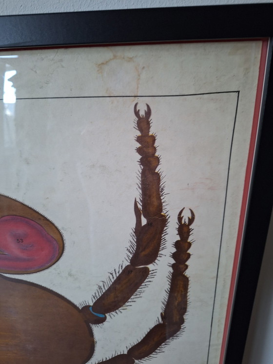 Image 1 of Vintage Soviet School Plate Insect