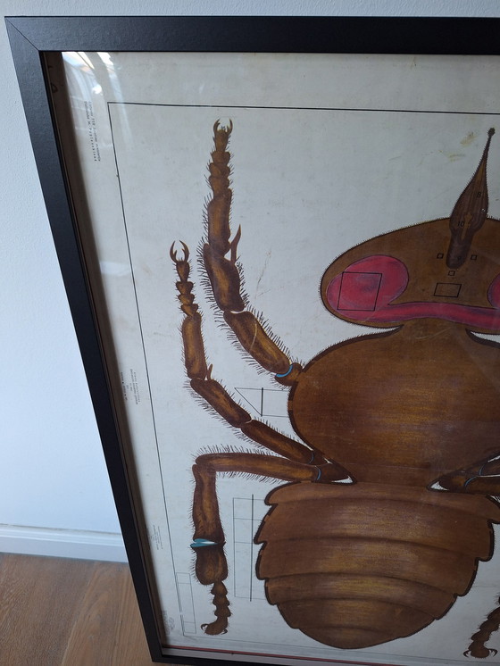 Image 1 of Vintage Soviet School Plate Insect