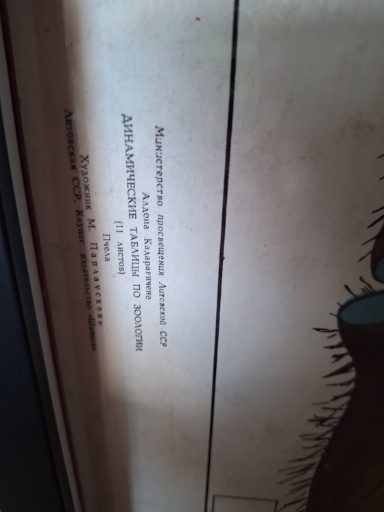 Image 1 of Vintage Soviet School Plate Insect