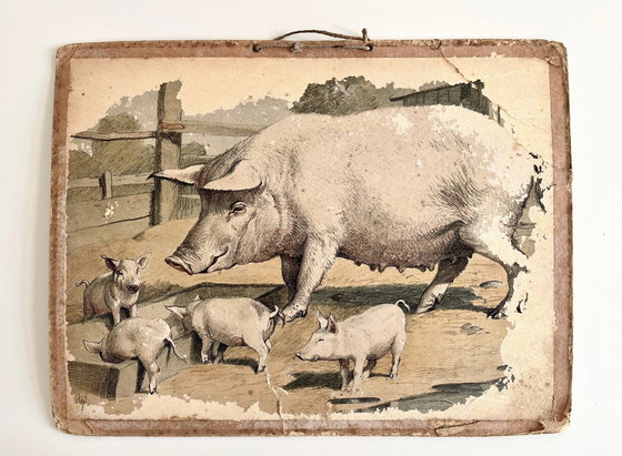 Image 1 of Antik School Chart Illustartion, Double Sided, Pig/Piglet  And Sheep/Lamb, Lithograph, Farm Life, Shabby Chic
