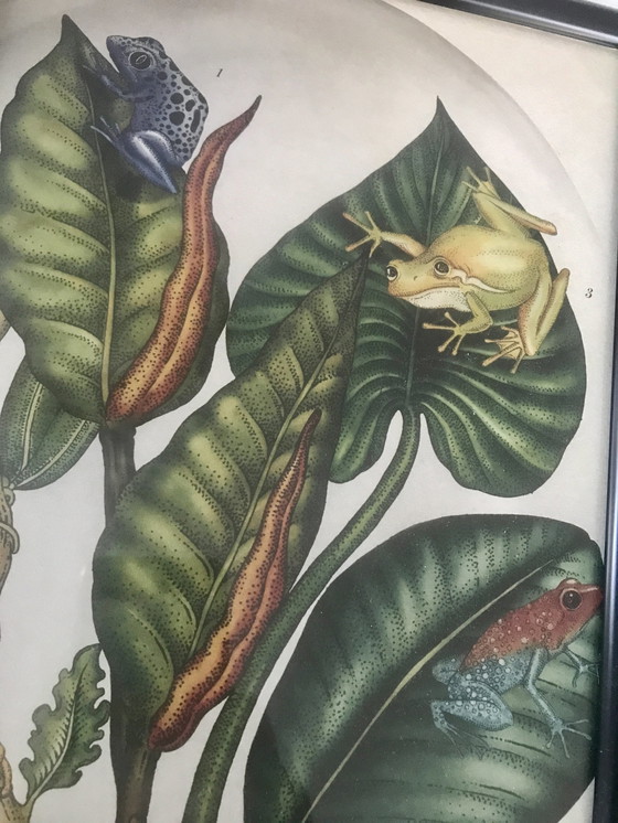 Image 1 of Framed Illustration Frogs And Plants