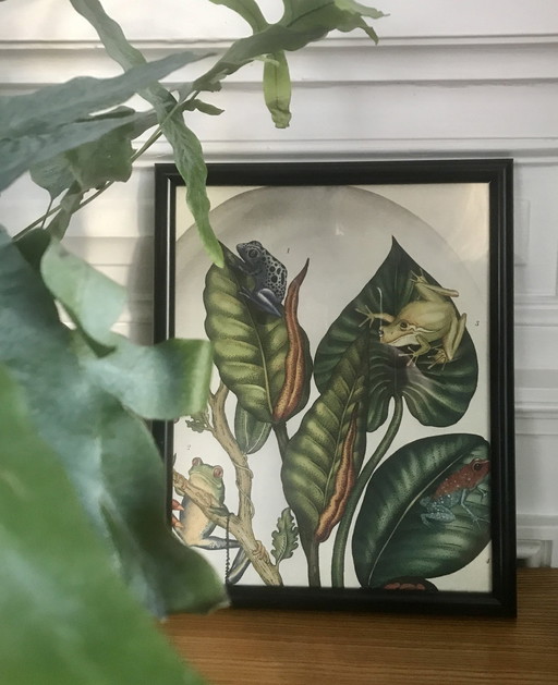 Framed Illustration Frogs And Plants